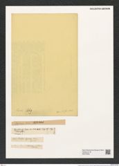 Hyalodiscus levis Ehr. (de-Toni-Nr.: Genus 219, Species 5496) Zeichnungen Sammlung Grunow (NHMW-BOT-W0379292)